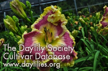 Daylily Barefoot Bay